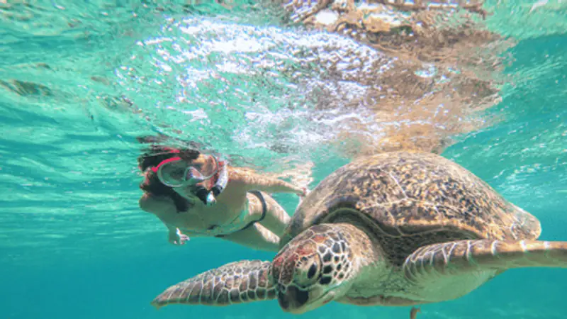 From Cancun: Akumal Reef Turtle & 2 Cenotes Swim Tour — photo from its booking listing